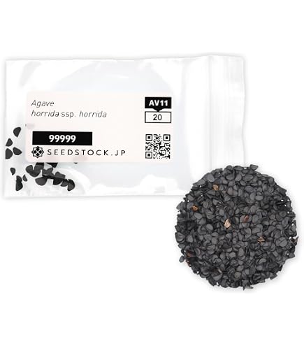 Amazon.co.jp: 11月入荷 オテロイ 種子 100粒 アガベ : DIY・工具